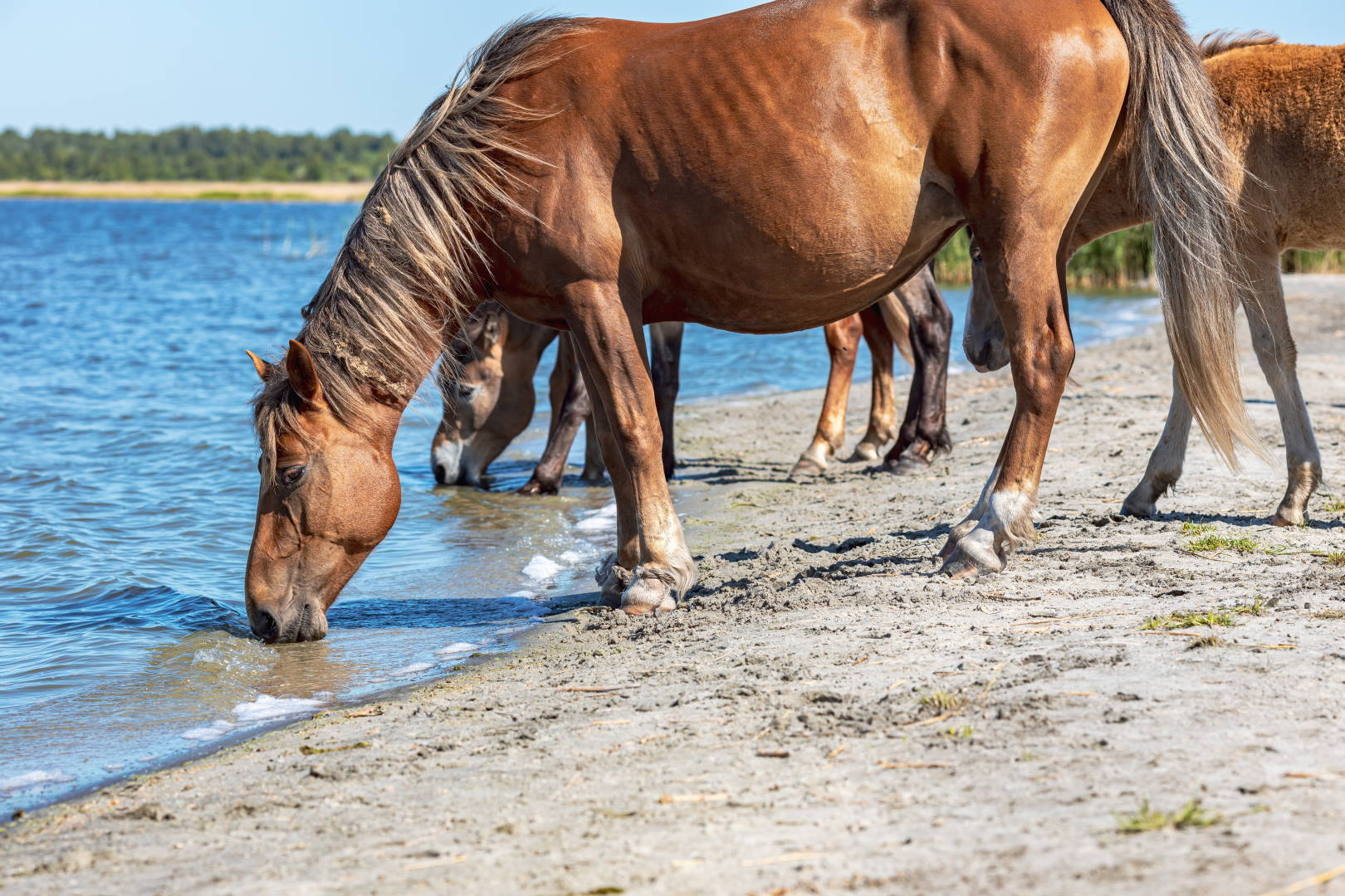 Horses drinking water